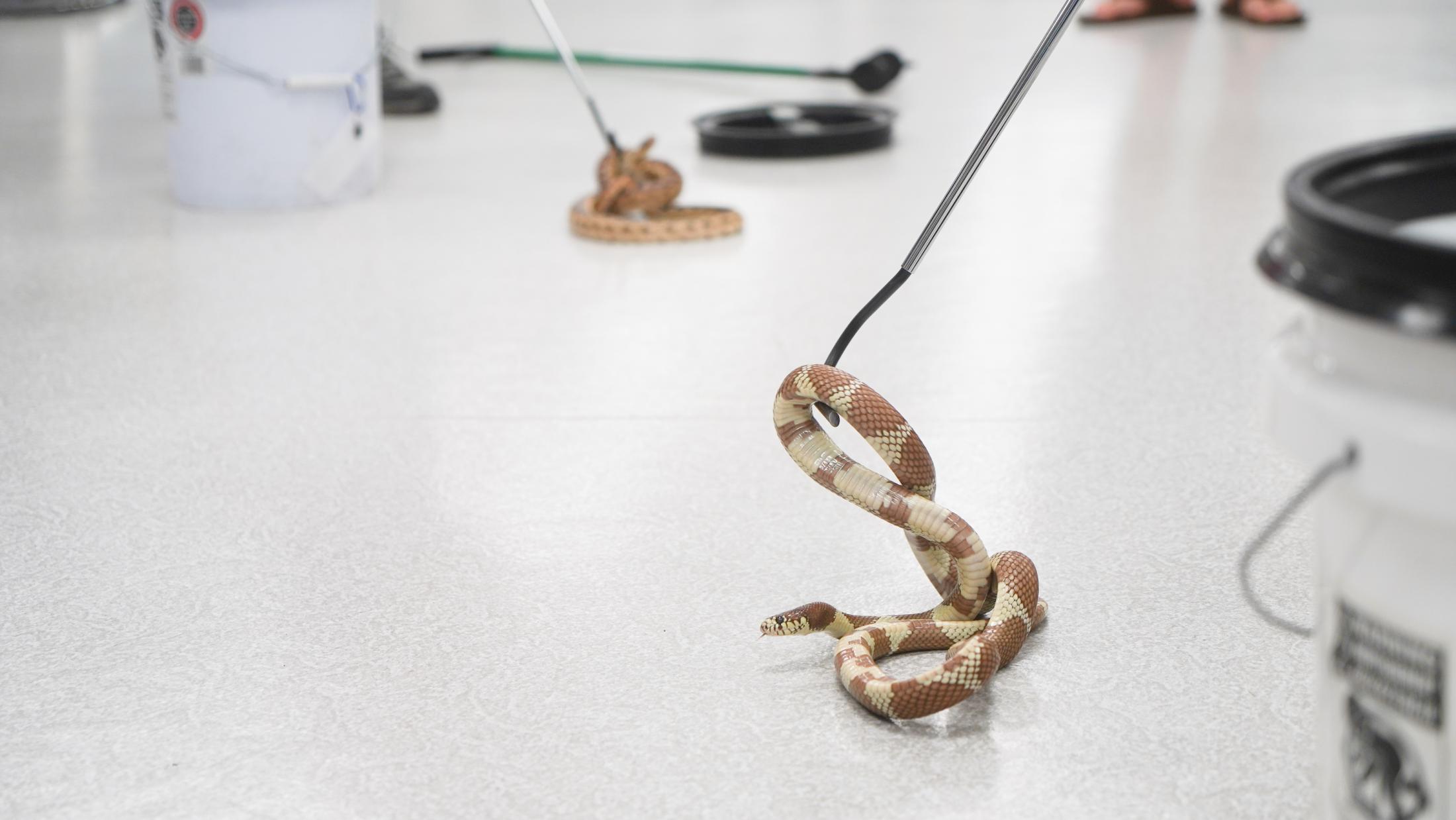 Snake