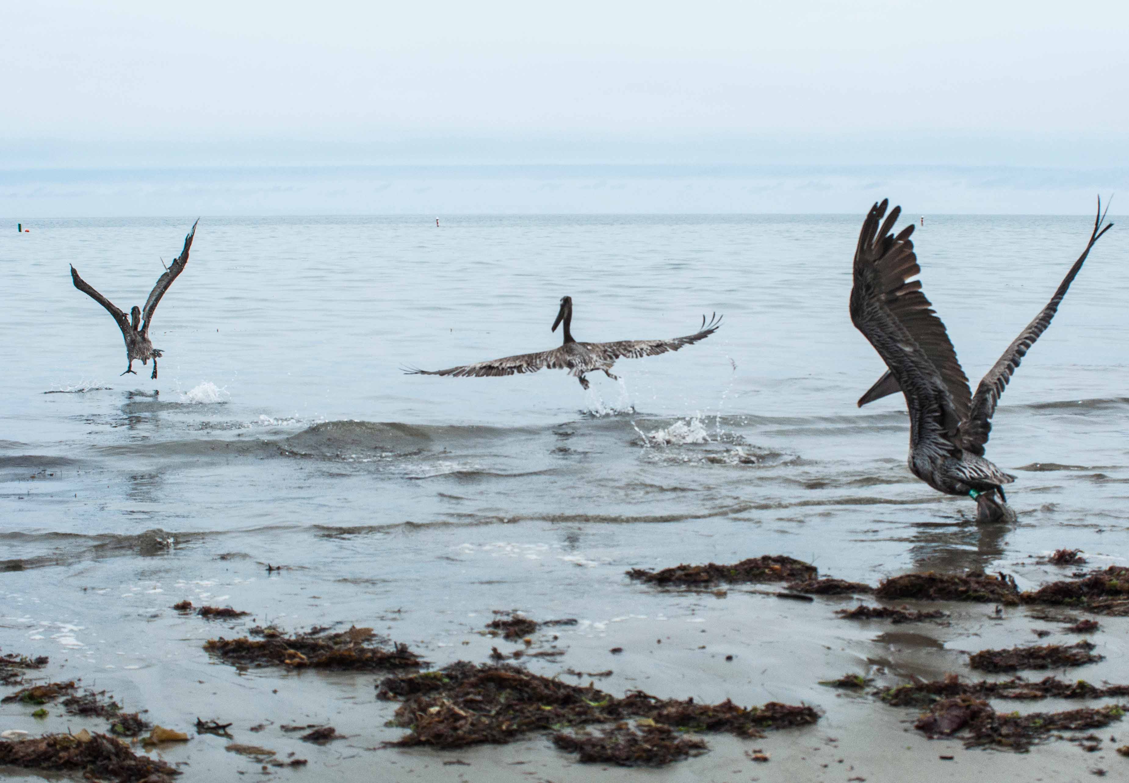 brown pelicans released back to the wild