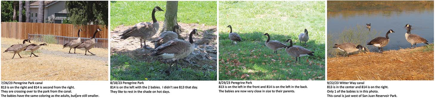 geese sightings part 2