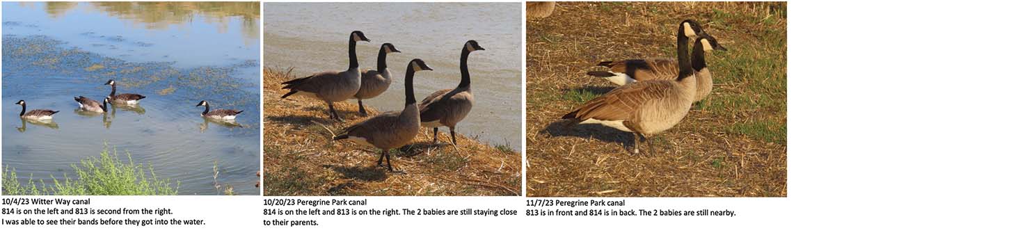 geese sighting part 3