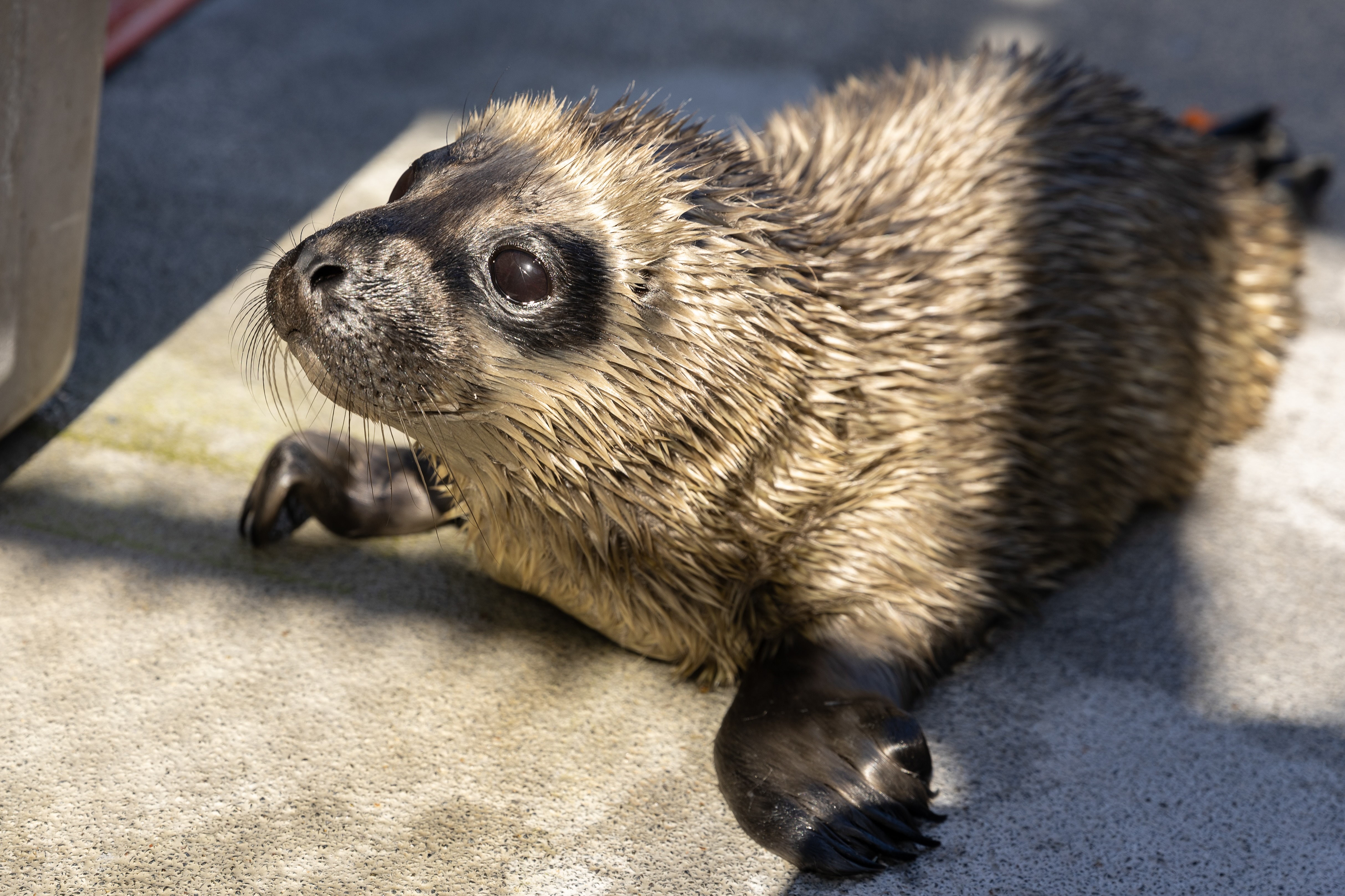 Young seal pup with wet brown fur and large dark eyes resting on sunlit concrete.