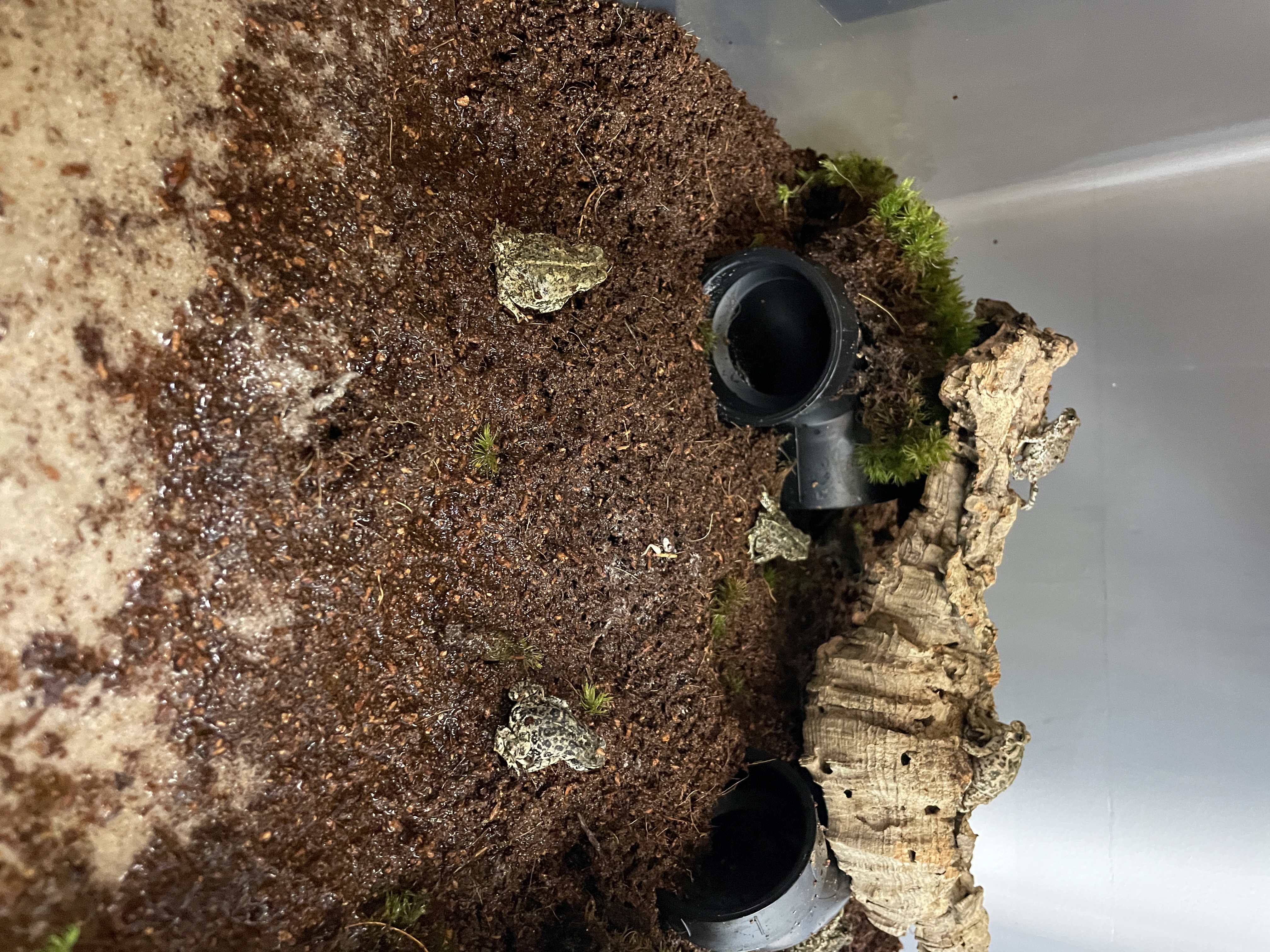 young toads in their enclosure