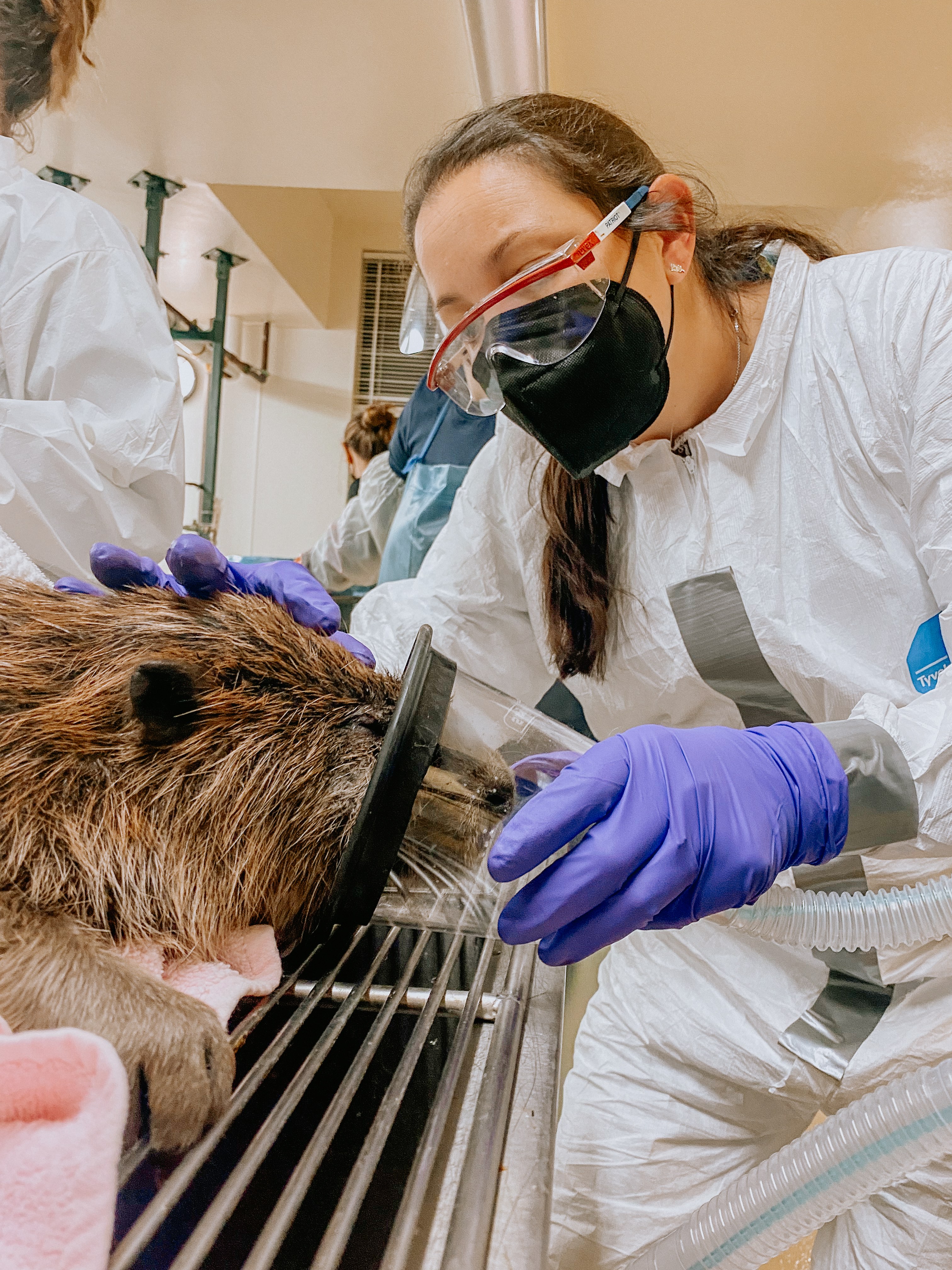a veterinarian examines a beaver under anesthesia