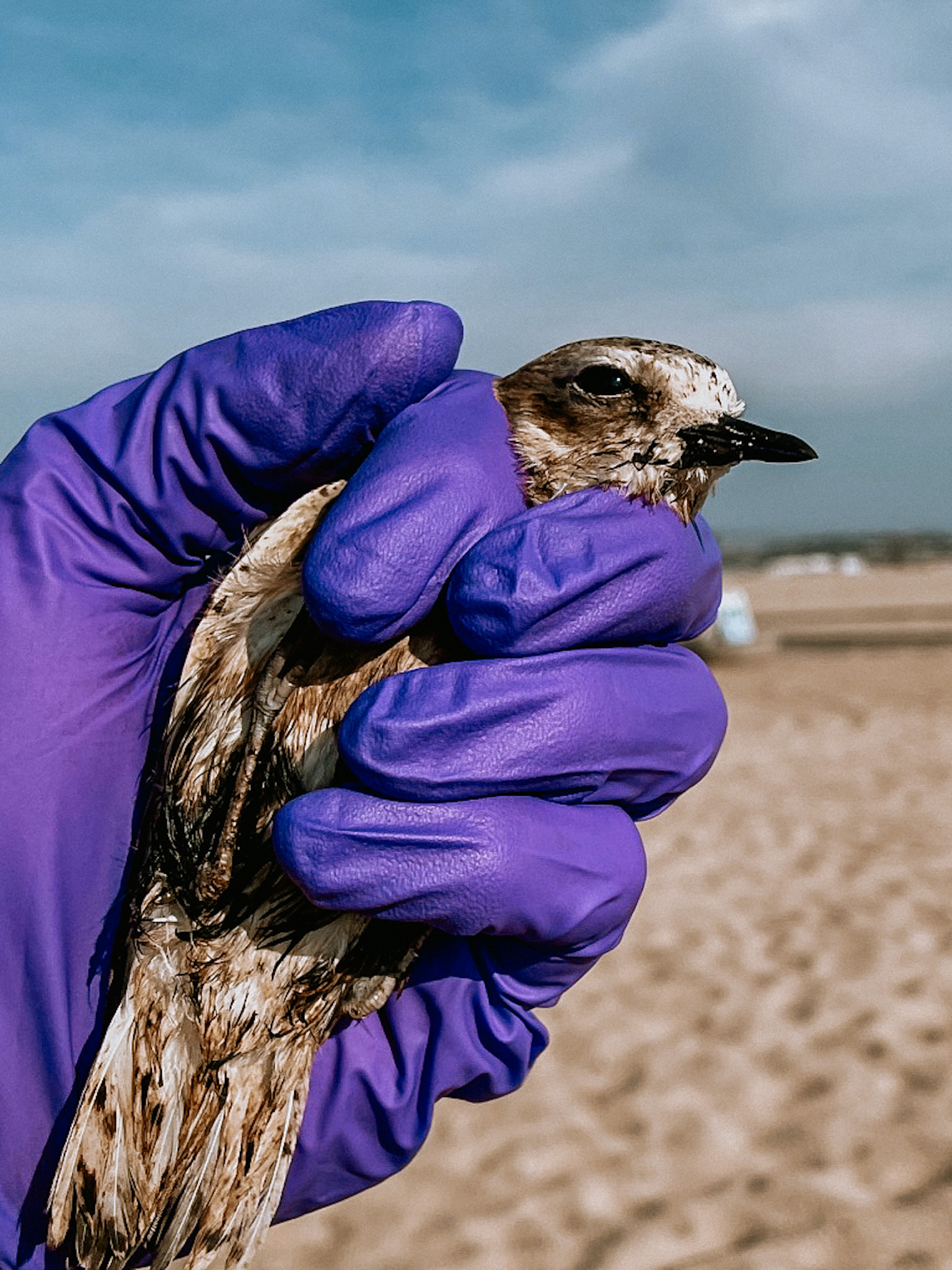 Shorebird held by purple-gloved hand on sandy beach under cloudy sky (photo)
