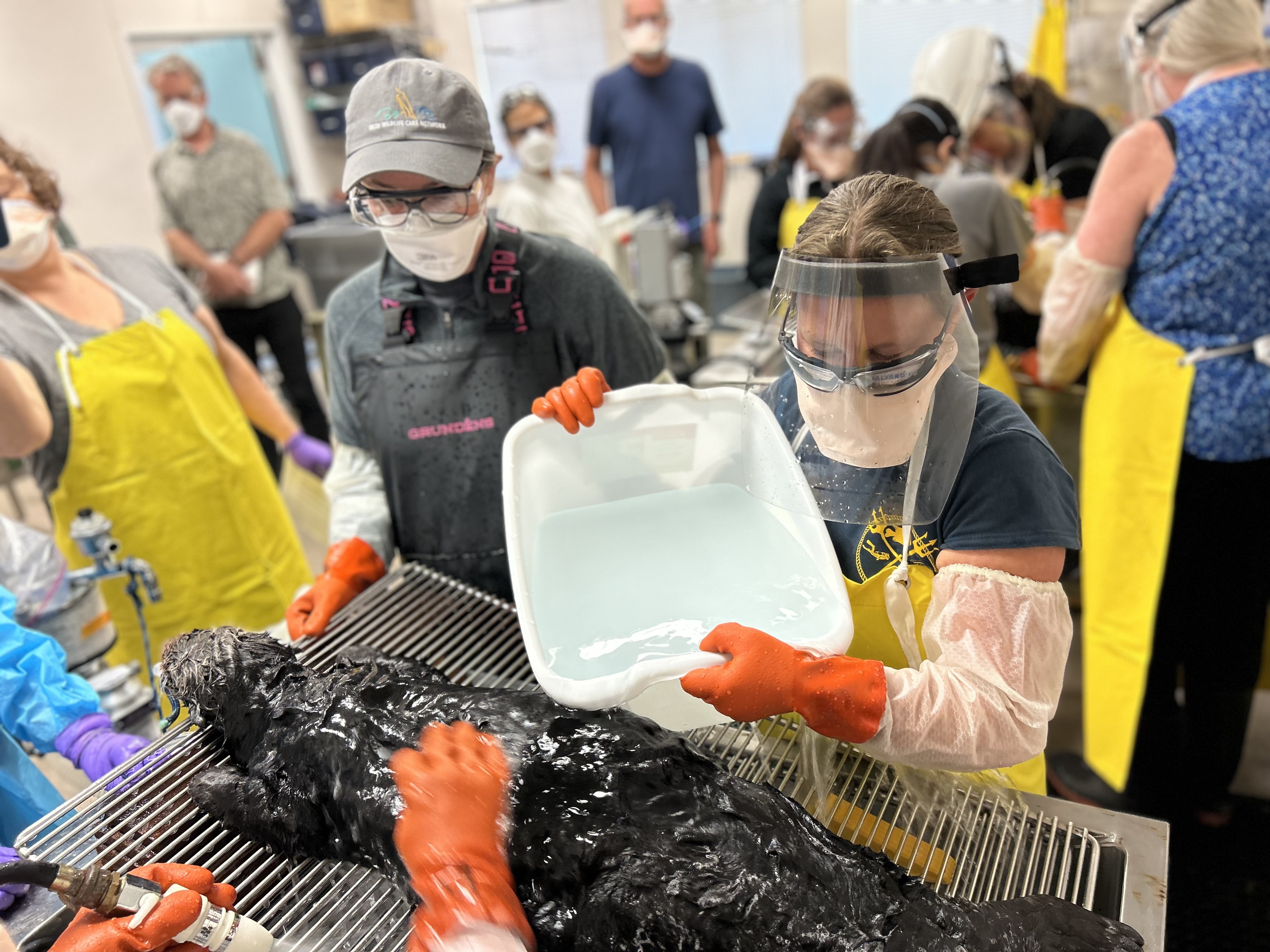 OWCN and MWVCRC staff practicing the sea otter washing process using a carcass during a wash training session in June 2025