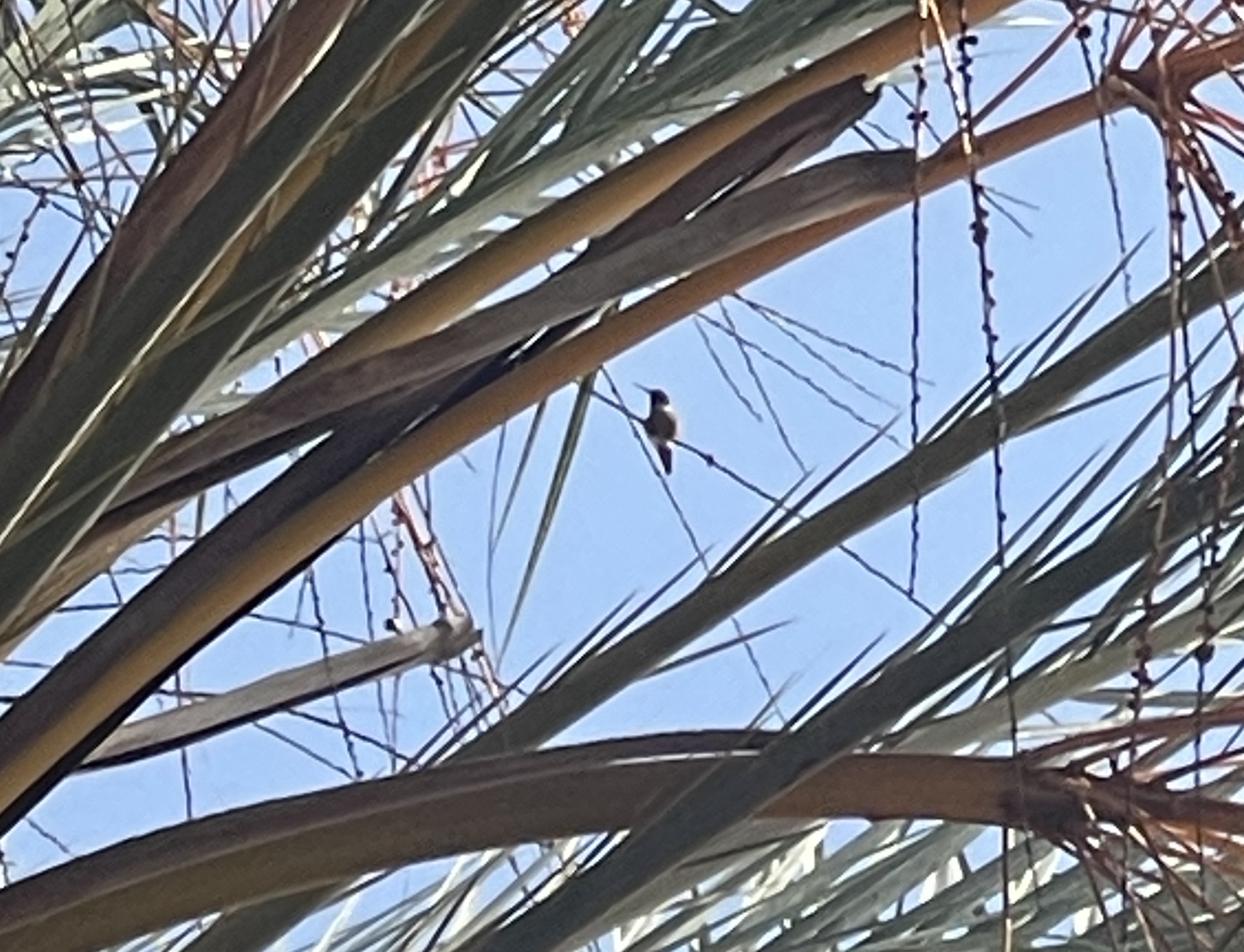 hummingbird perched after being released back to the wild