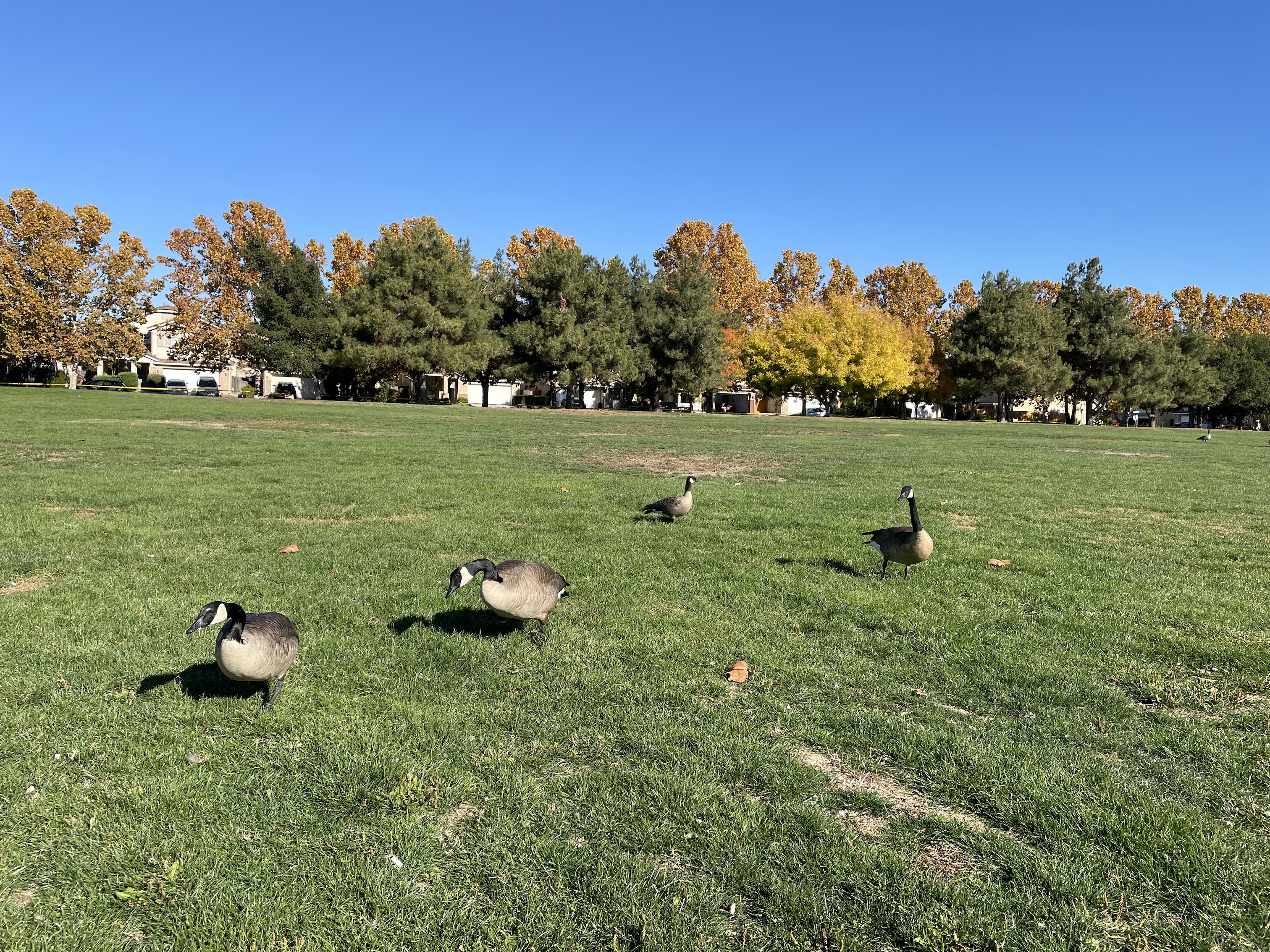 Canada geese in a field of grass