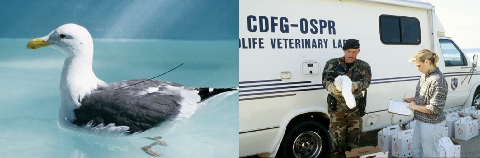 A gull and two individuals ready to release gull