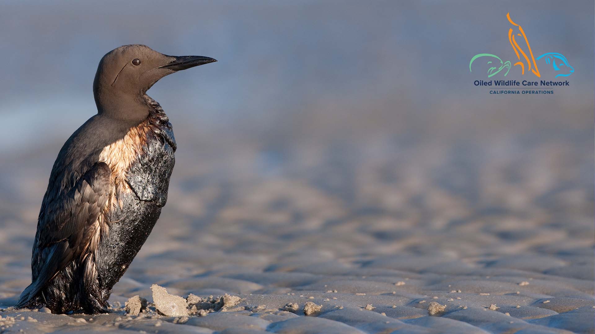 oiled murre zoom background