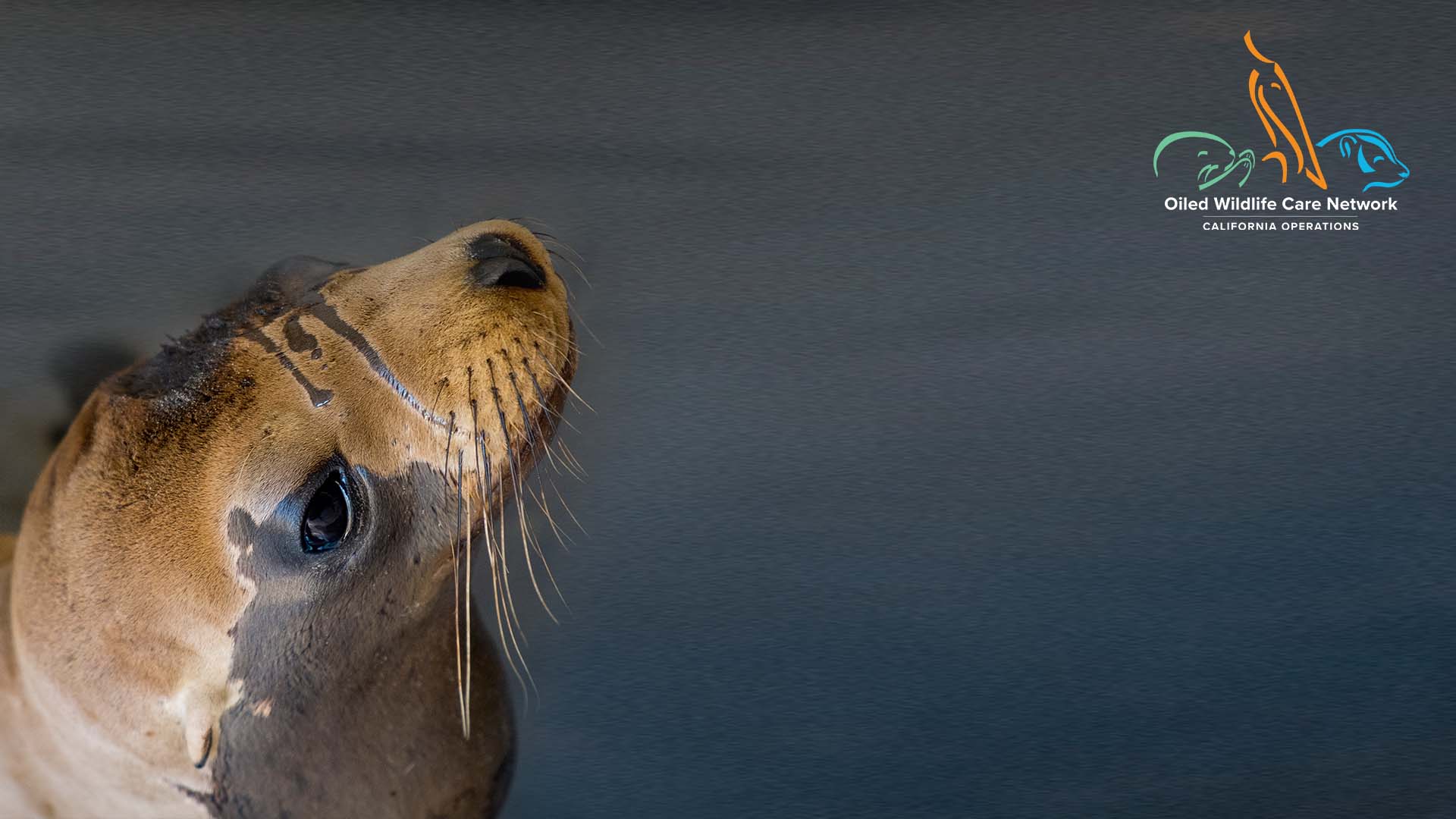 oiled sea lion zoom background
