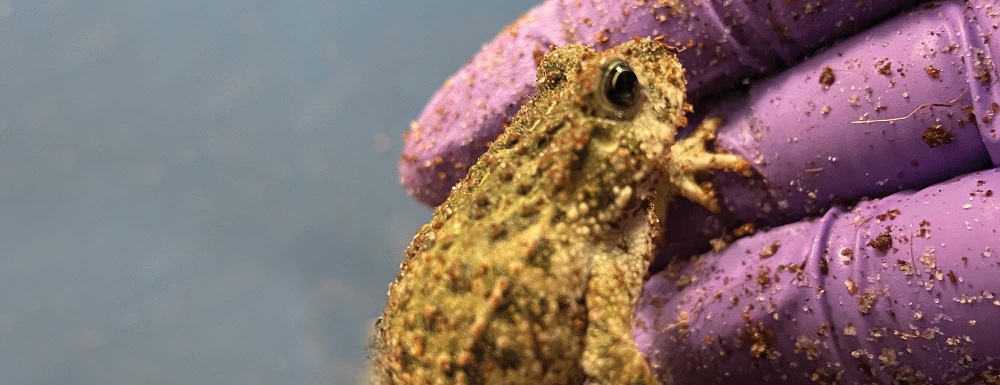 washed toad