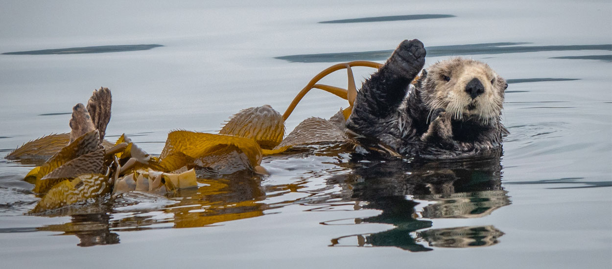 wild sea otter in the water