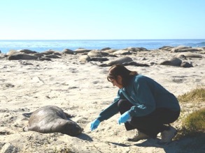 Pam with elephant seal