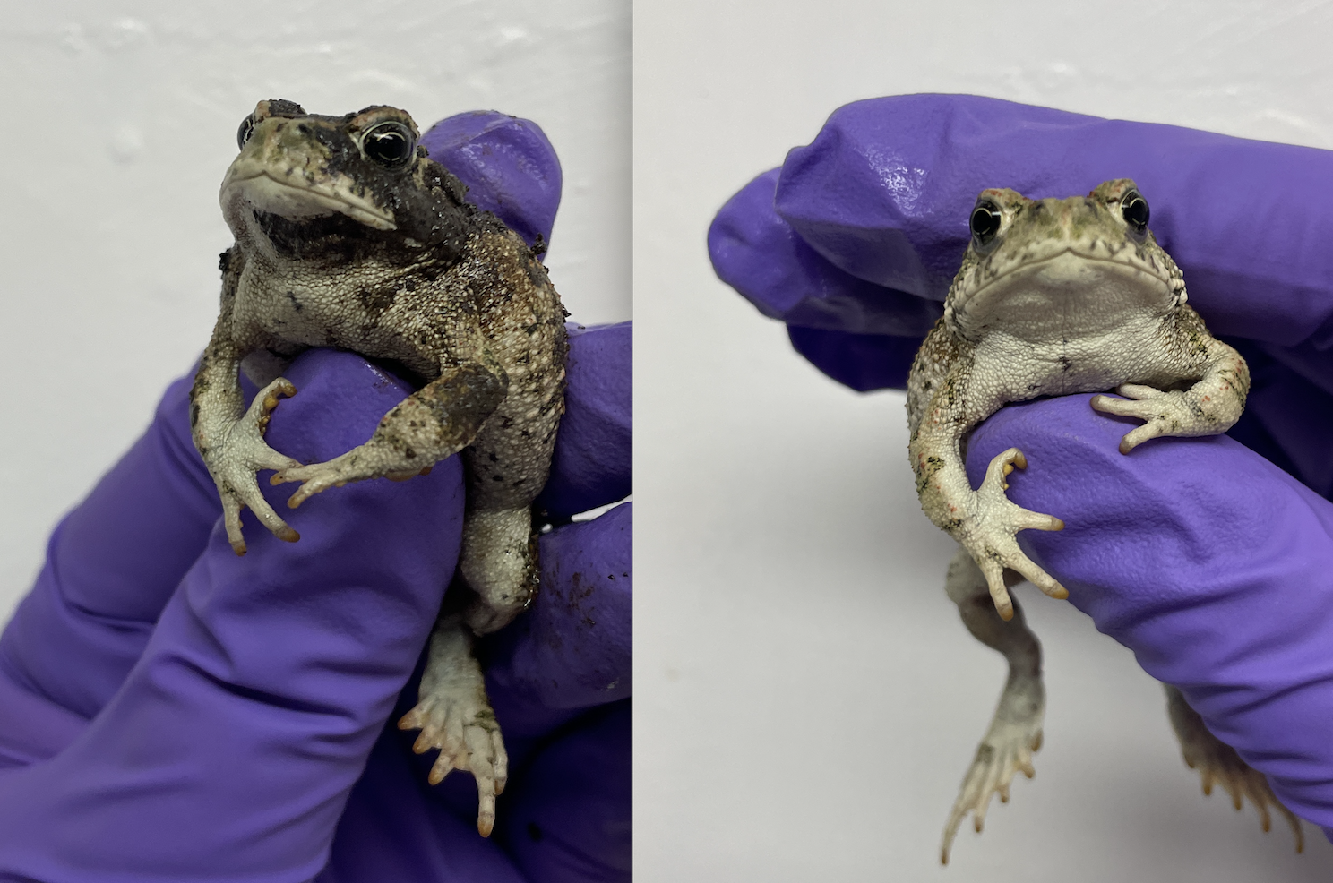 a toad before and after wash