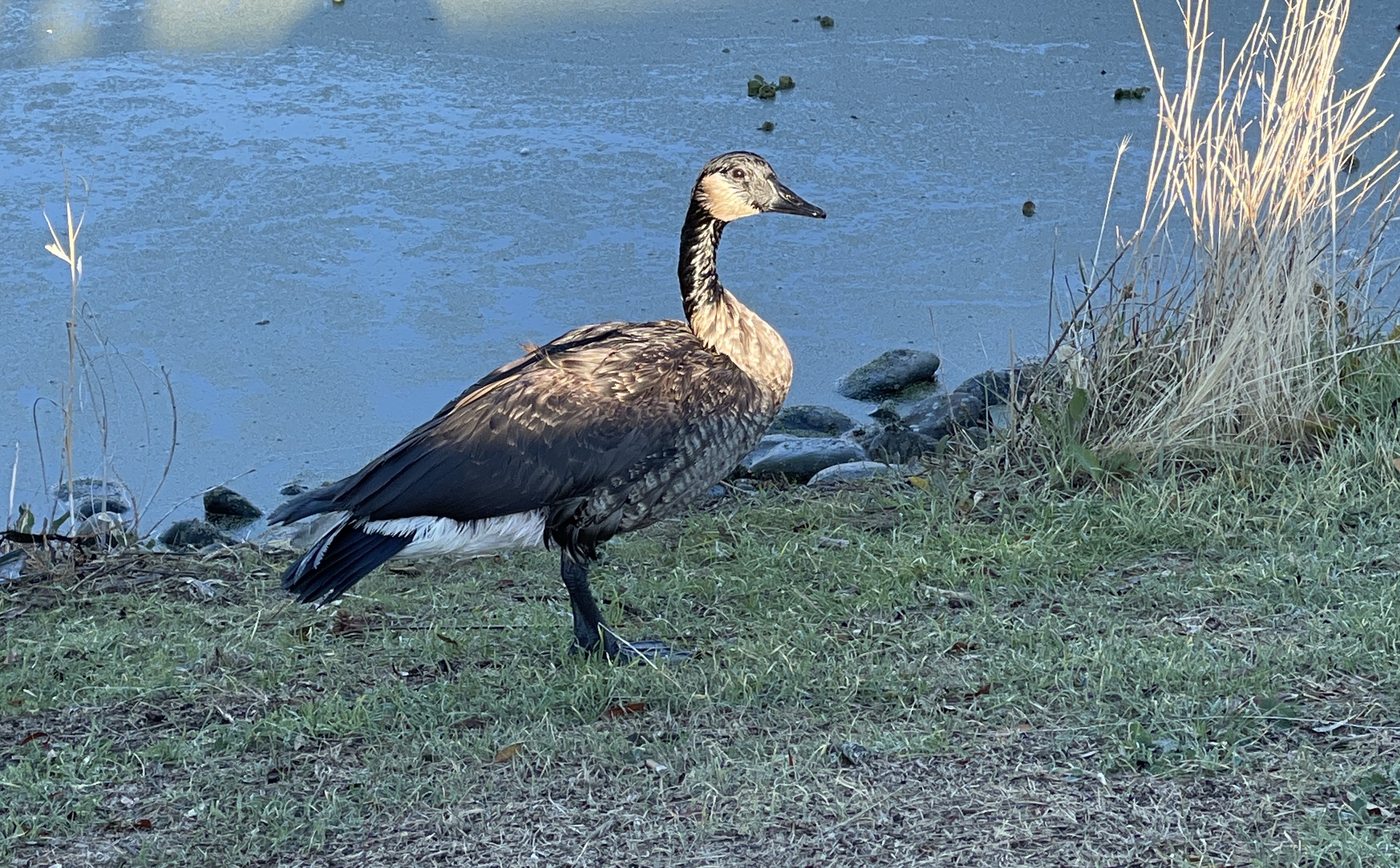 oiled Canada goose beside a pond