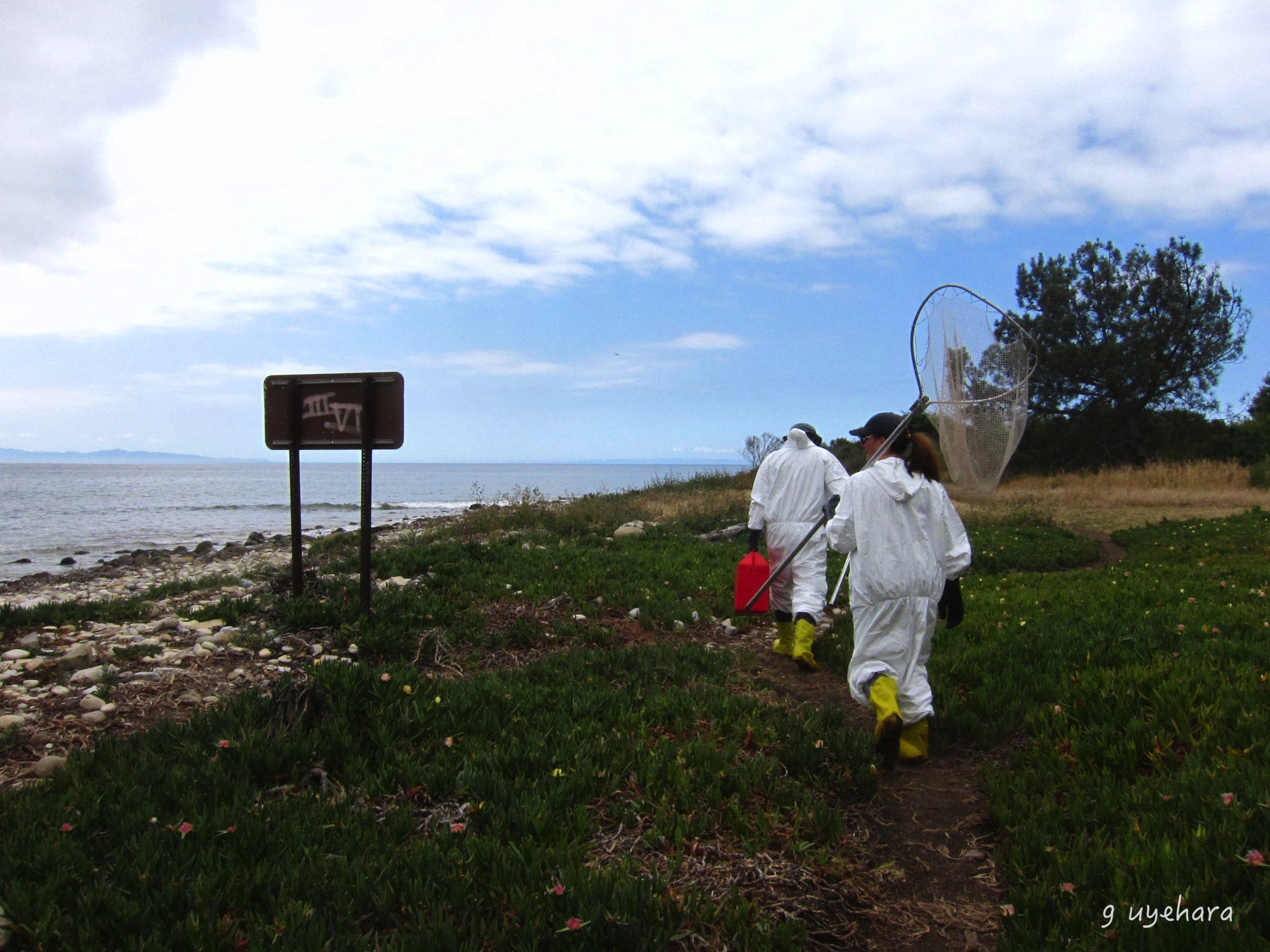 wildlife recovery team on Refugio beach