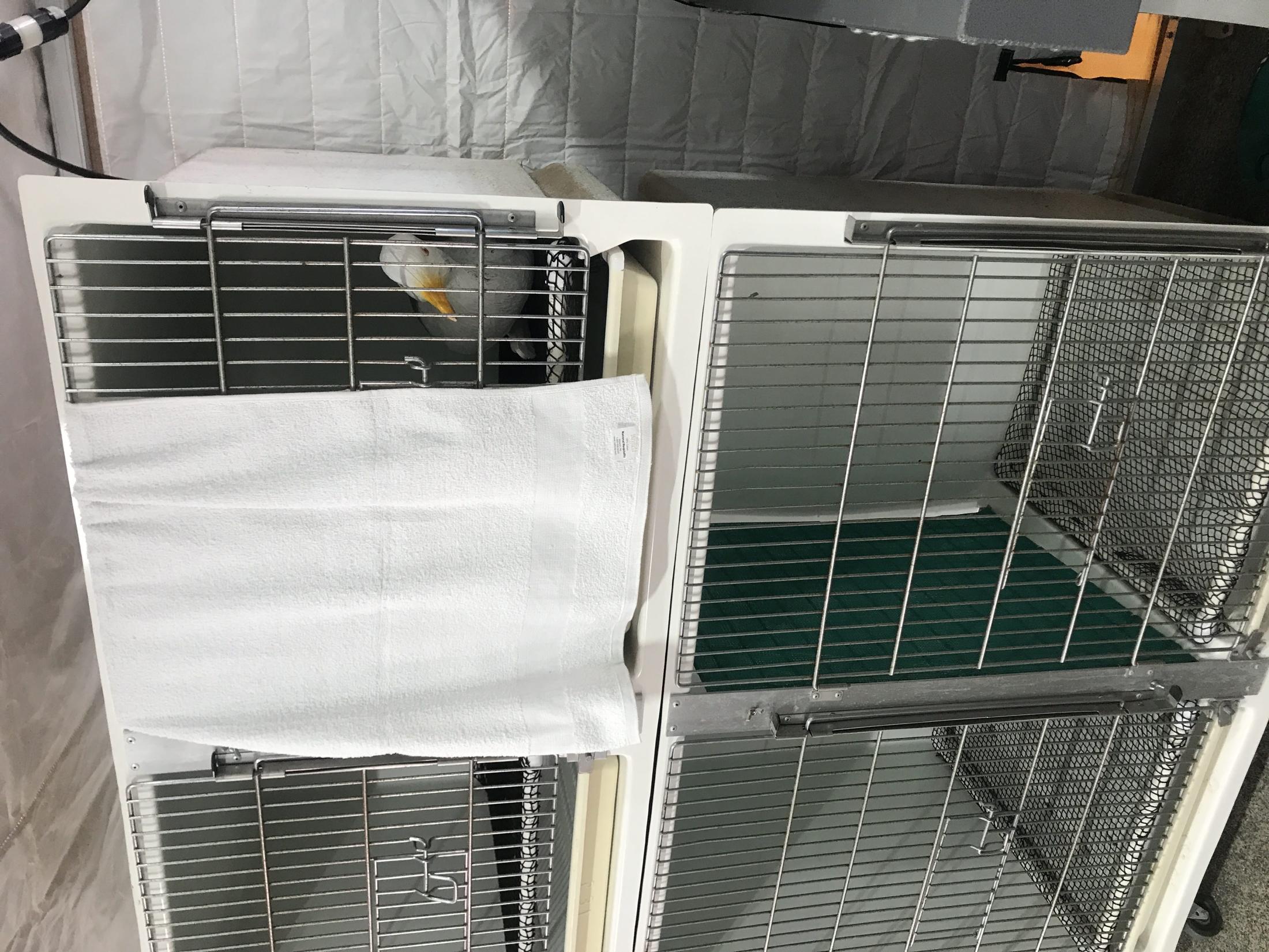 bird in cage