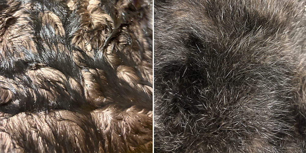 Closeup of oiled sea otter fur vs cleaned and dried sea otter fur