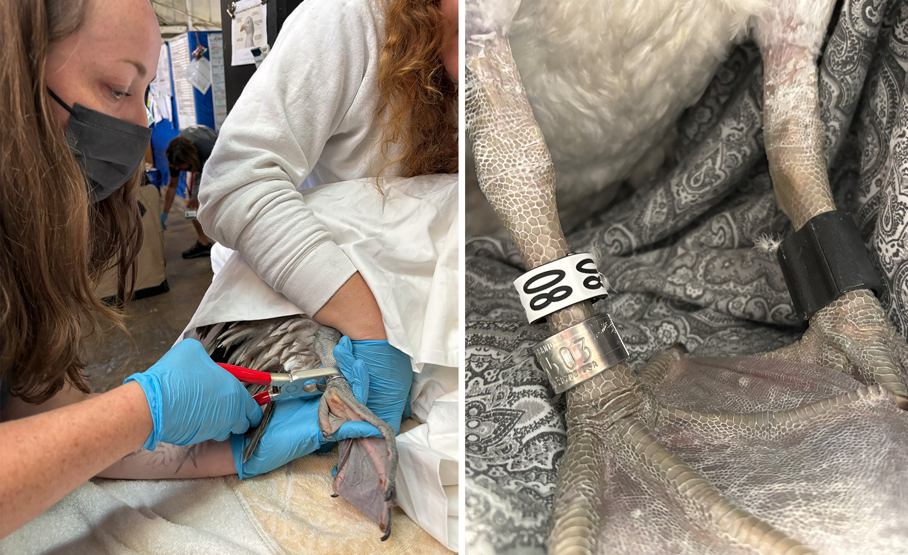 brown pelican leg banding