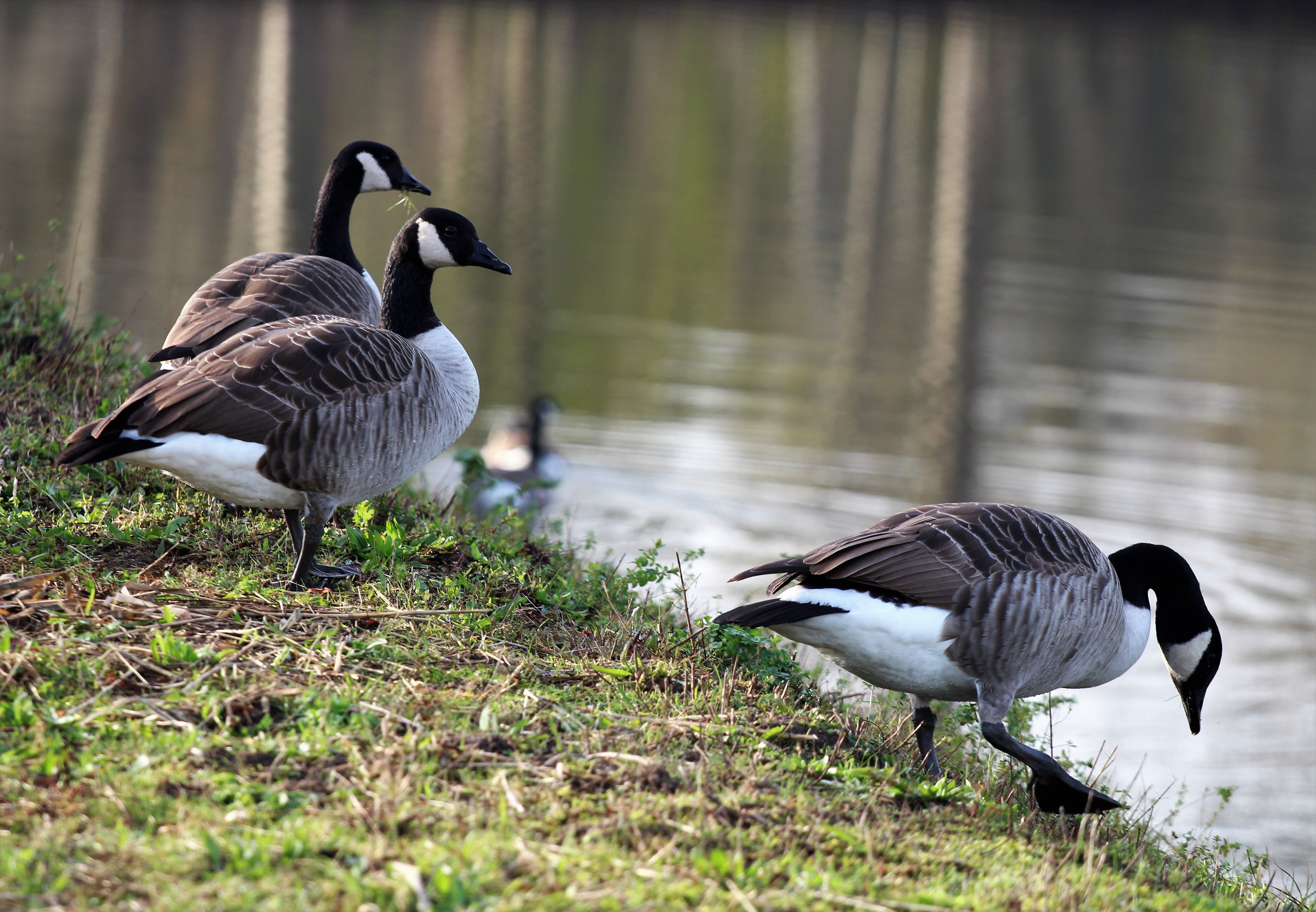 canada geese near a pond
