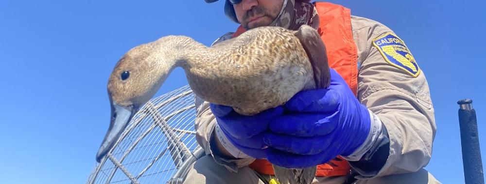 duck impacted by botulism at Tulare Lake