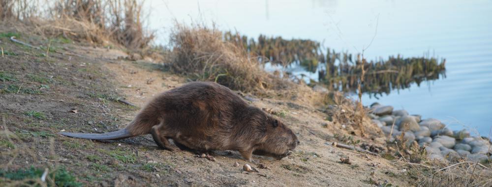 American beaver release 