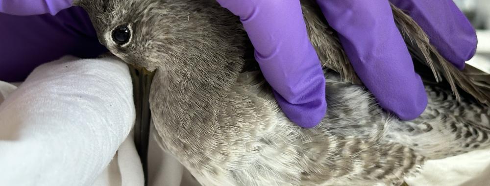 long billed dowitcher held by gloved hand