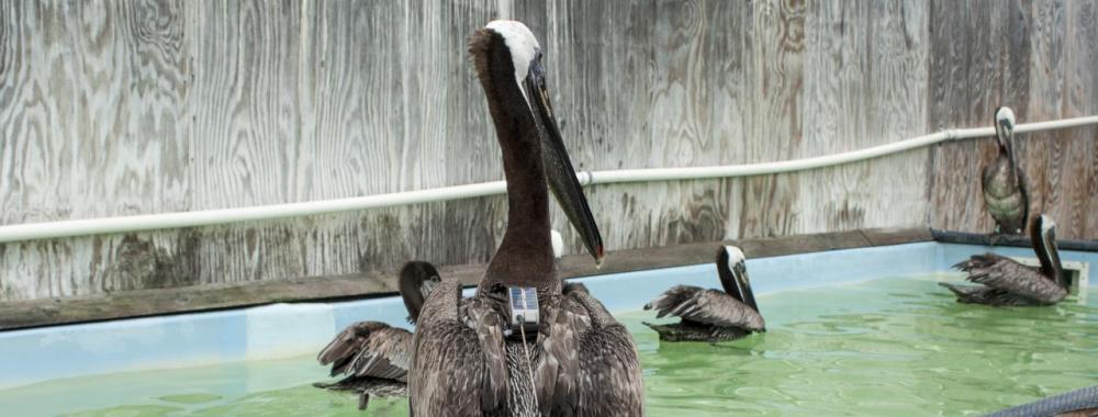 pelican with transmitter on its back