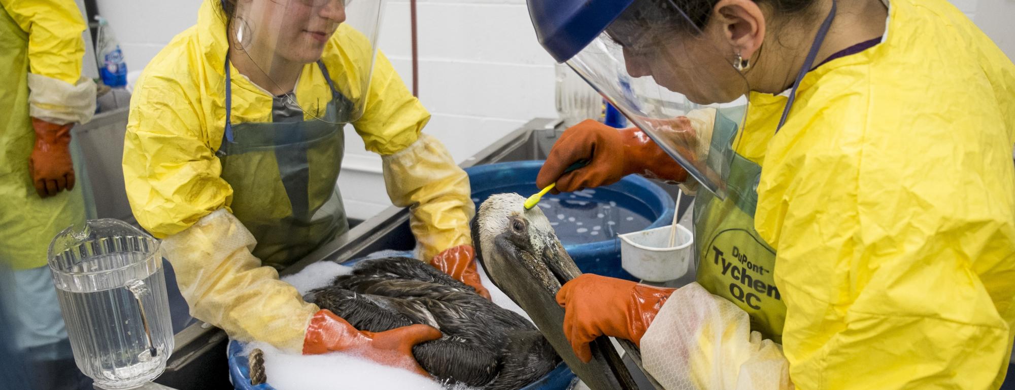 refugio oil spill responders washing an oiled brown pelican