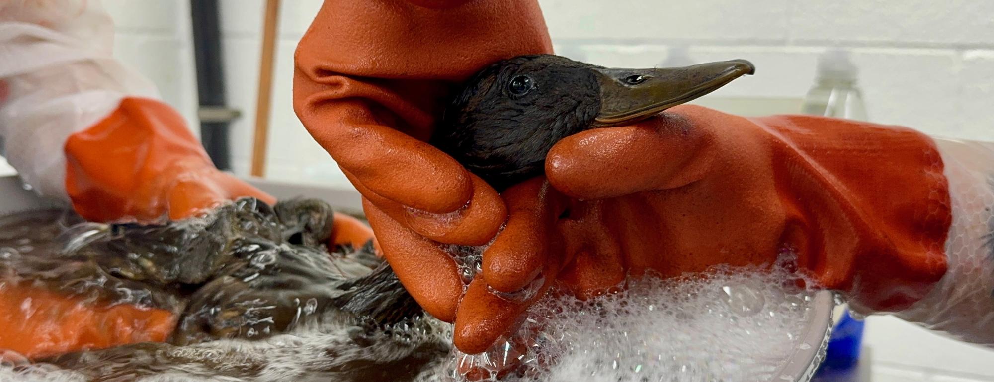 Hands in orange gloves washing an oiled seabird in a soapy tub