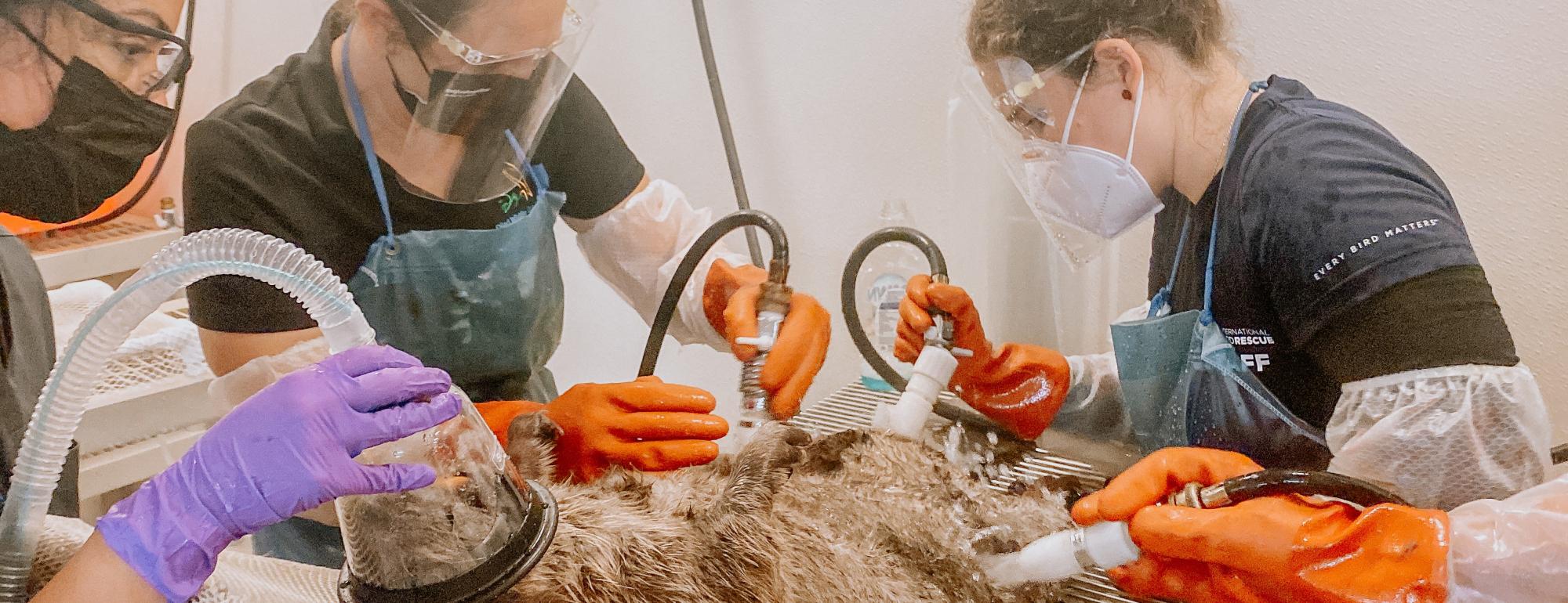 OWCN responders washing an oiled beaver