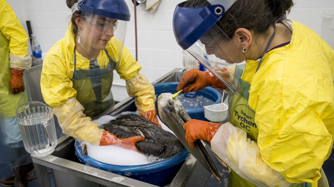 refugio oil spill responders washing an oiled brown pelican