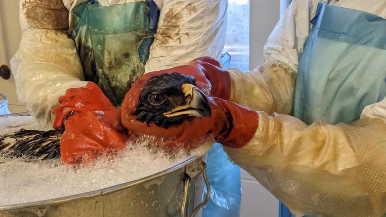 oiled golden eagle receiving a bath