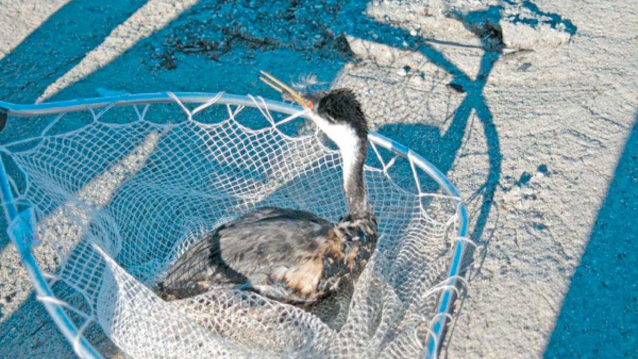 Oiled grebe in net