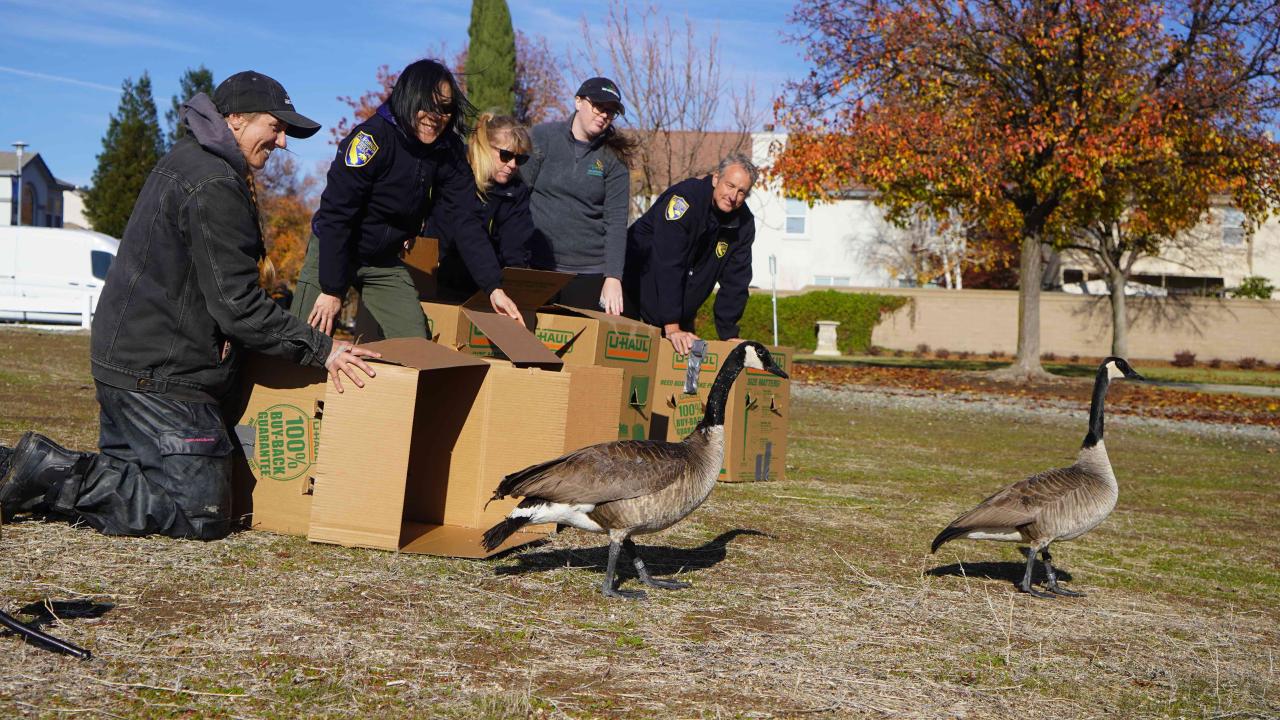 Canada goose release