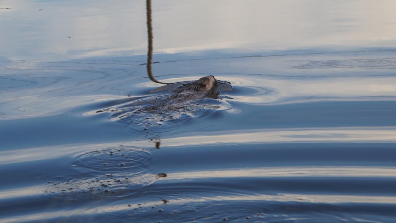 beaver released into Tanzanite Park