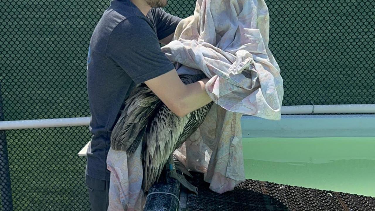 Pelican rehab at International Bird Rescue