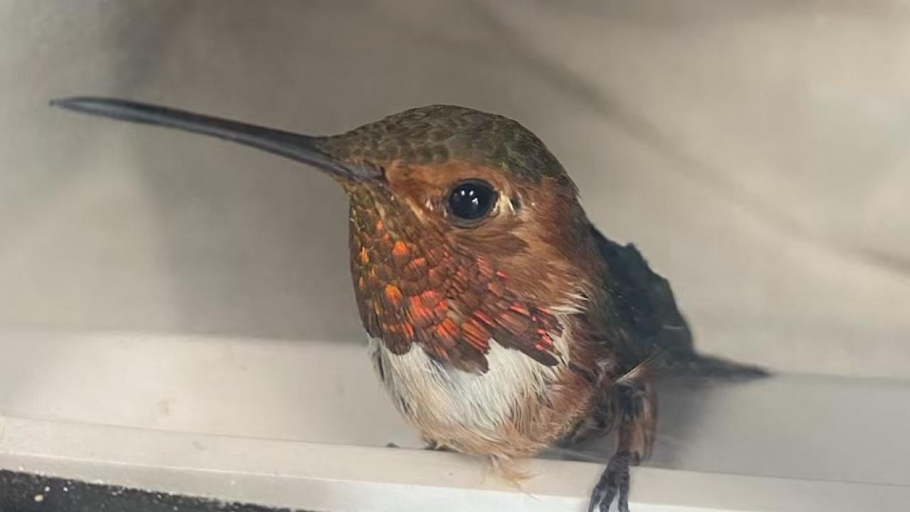 allen's hummingbird resting after rescue