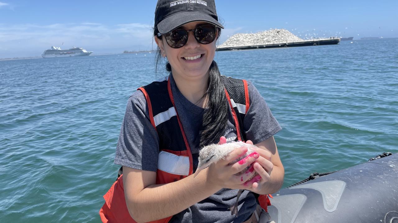 Jamie holding an elegant tern chick. The chicks were marked with a temporary non-toxic dye to track which birds had already been handled.