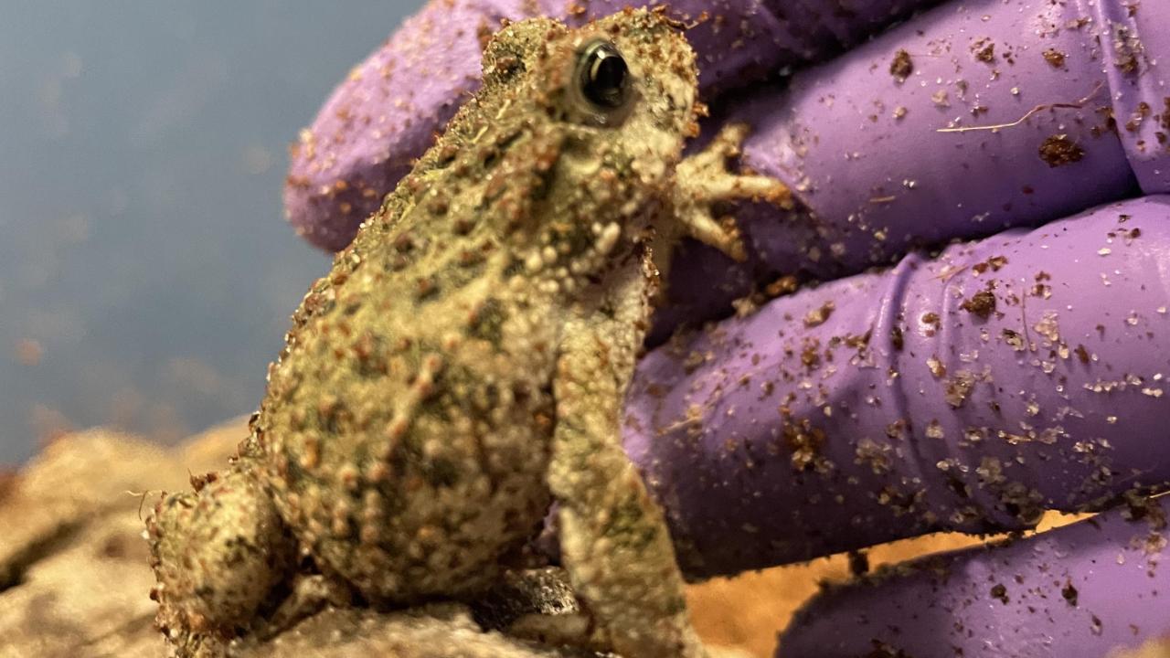 a toad reaches for a gloved hand