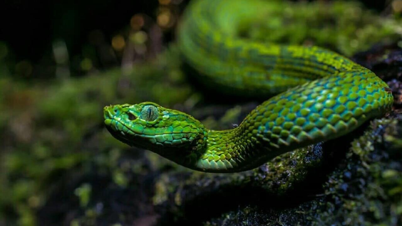 JJ snake