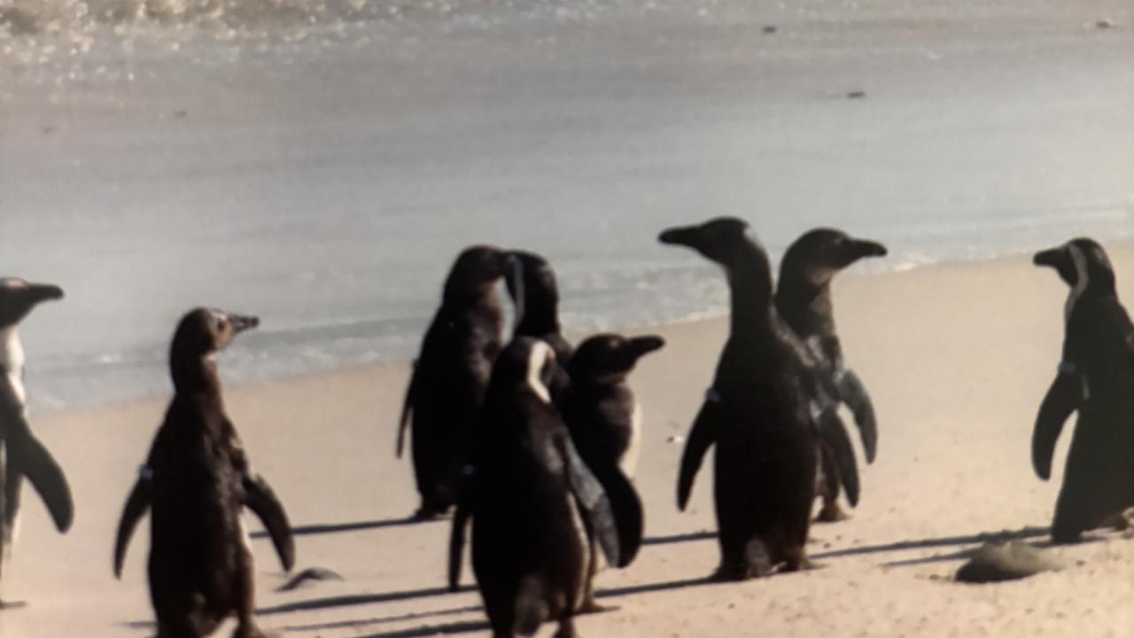 penguins at treasure