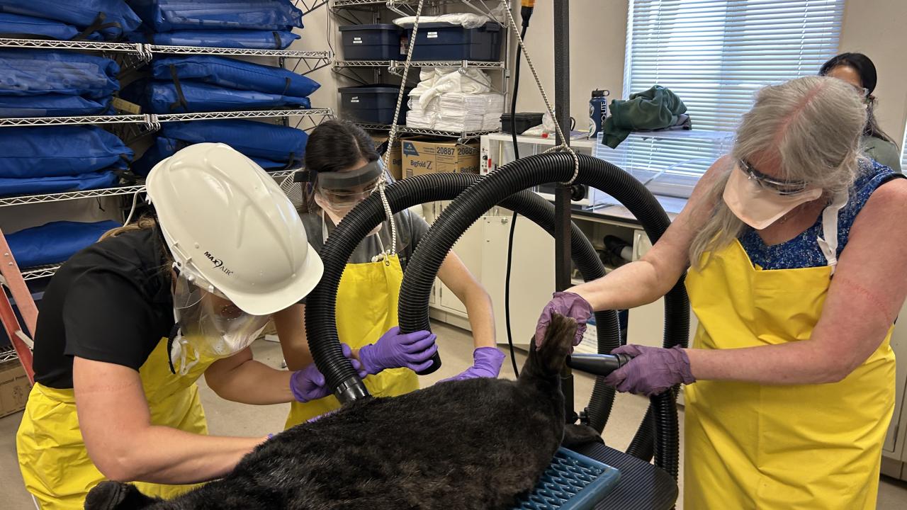 OWCN and MWVCRC staff practicing the sea otter drying process using a carcass during a wash training session in June 2025