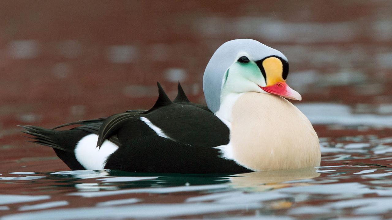 King eider