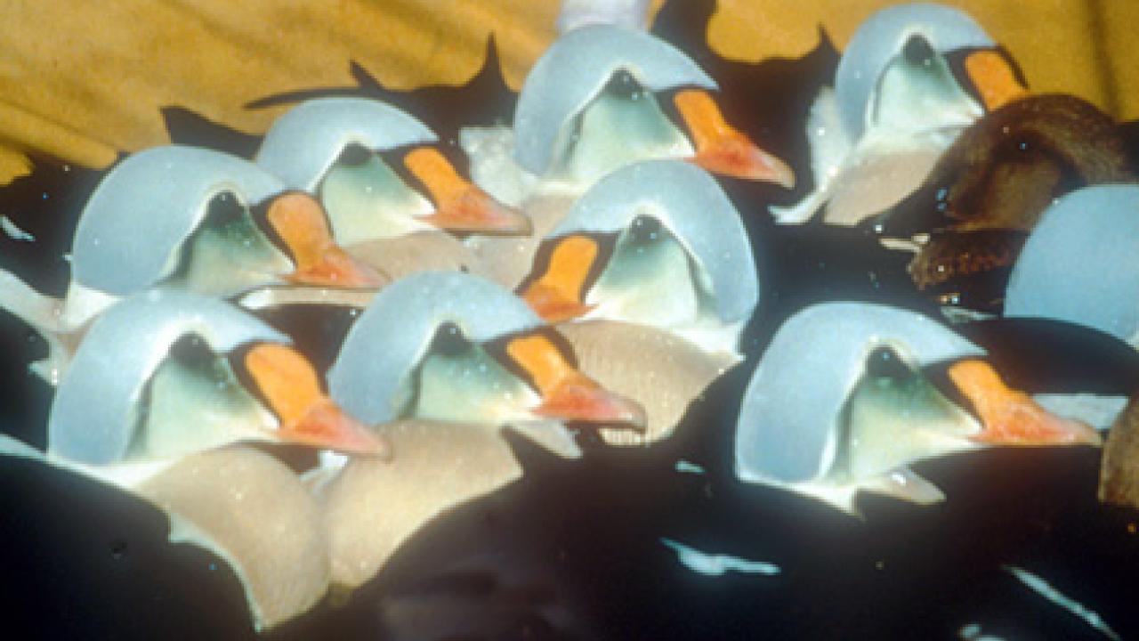 eider