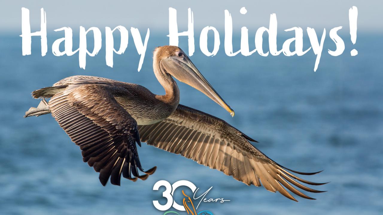 Happy Holidays Image with Brown Pelican flying
