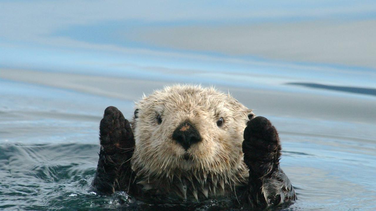 otter