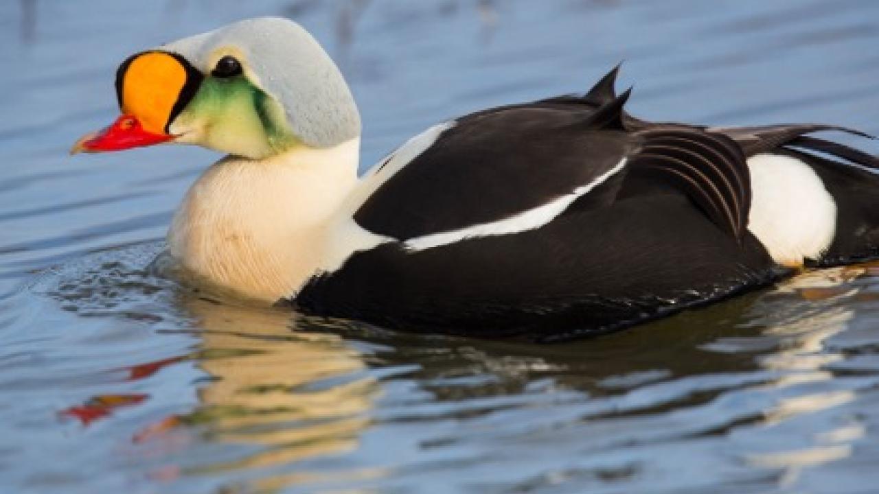 eider