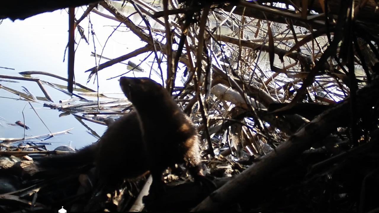 Trail Cam Photo of a Mink