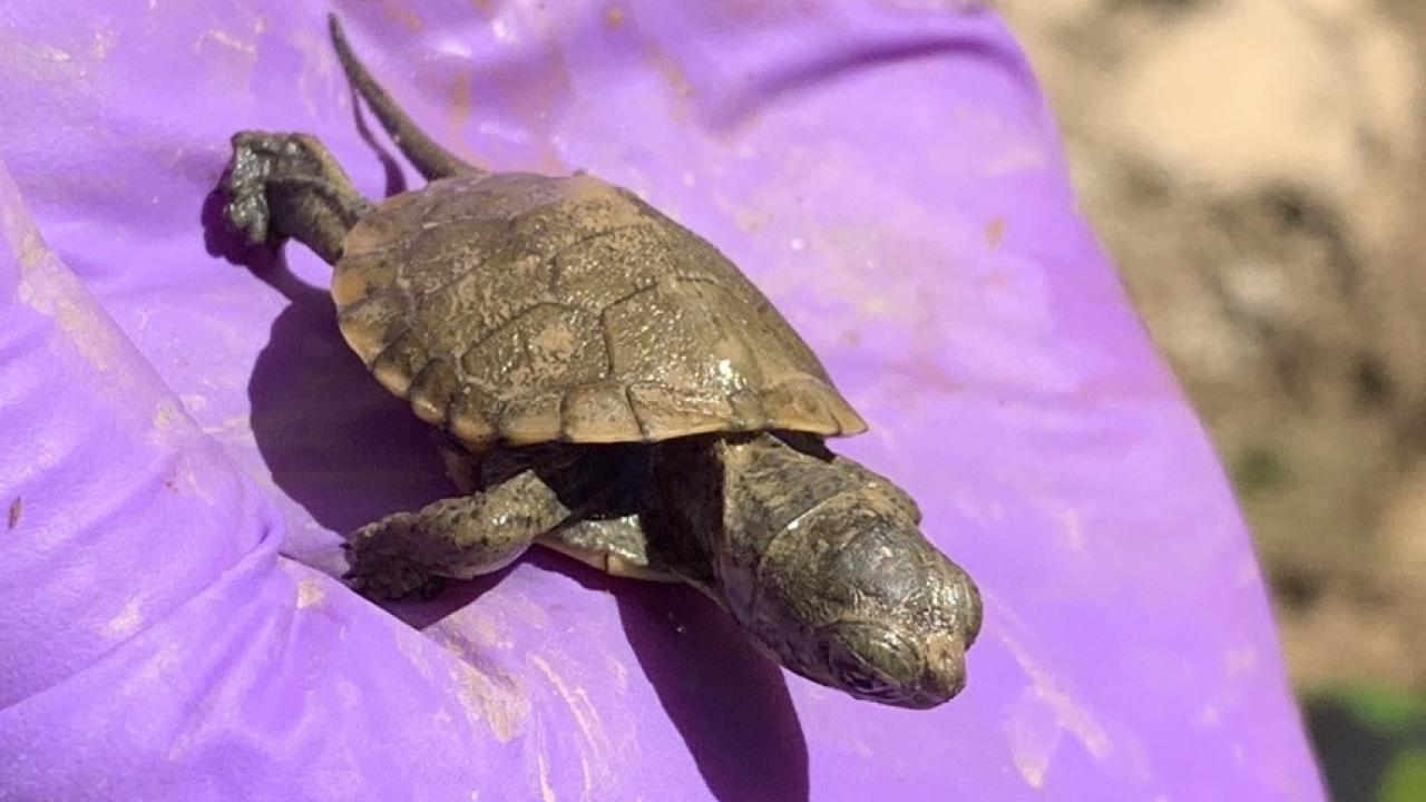 a small turtle in a gloved hand